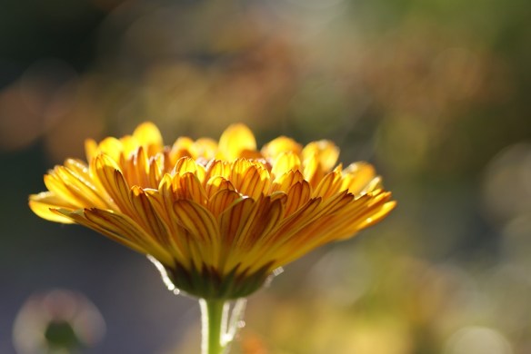 calendula-185322_960_720