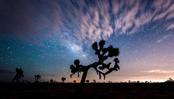 joshua-tree-1075725_960_720