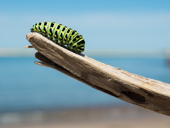 caterpillar-1209834_960_720