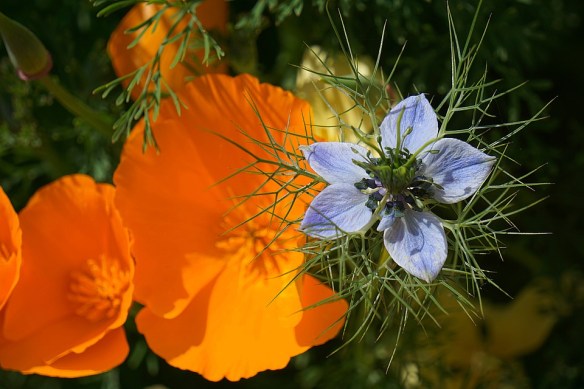 nigella-1472274_960_720