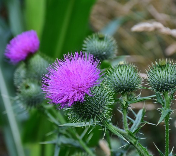 thistle-2539745_960_720