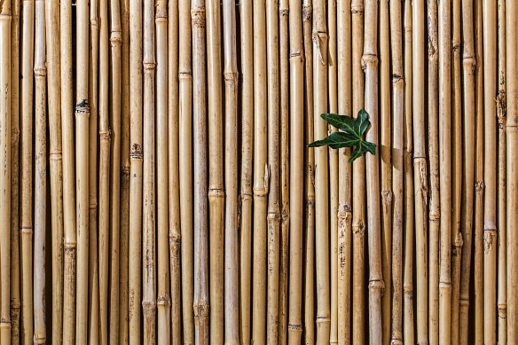 bamboo-2429954_1280